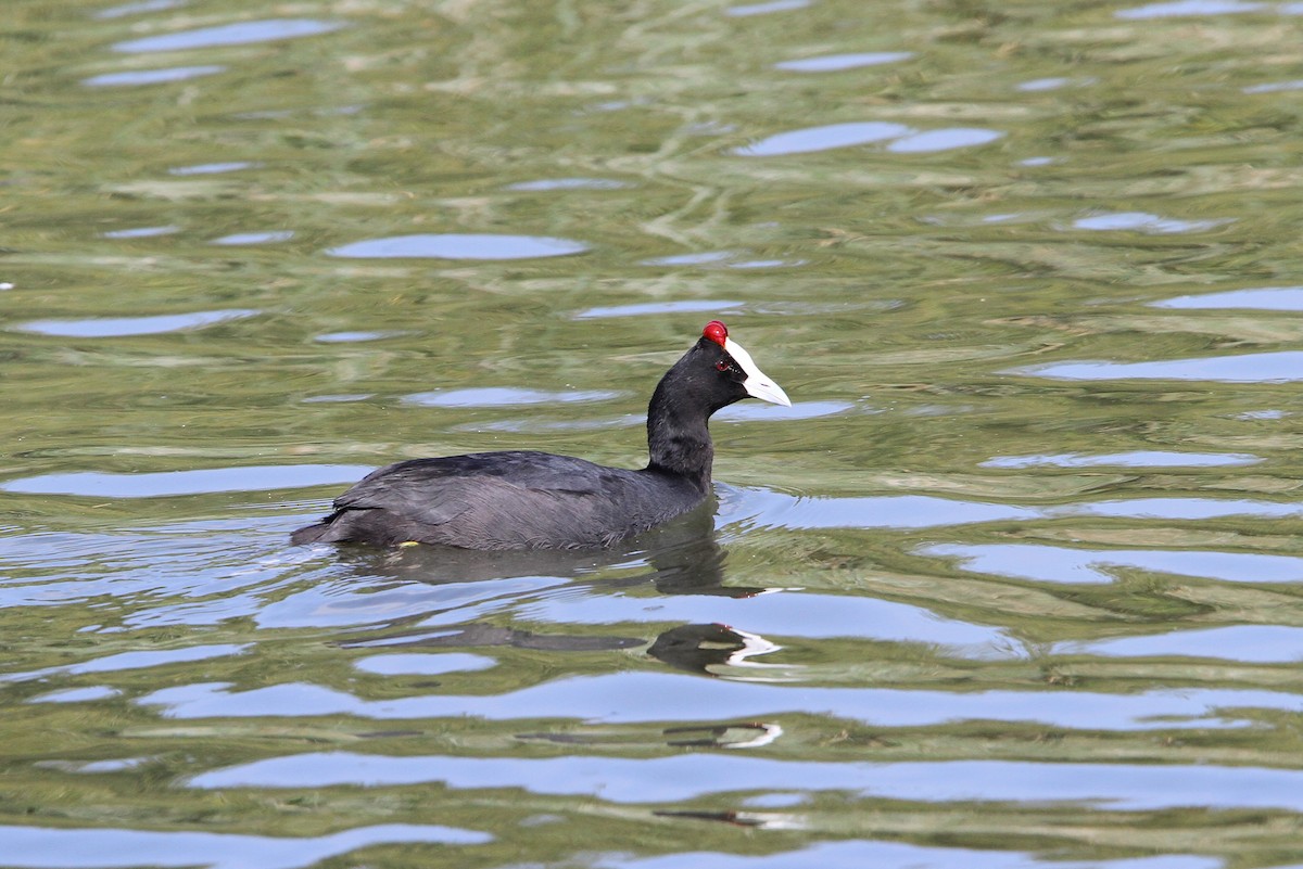 Red-knobbed Coot - ML66192451