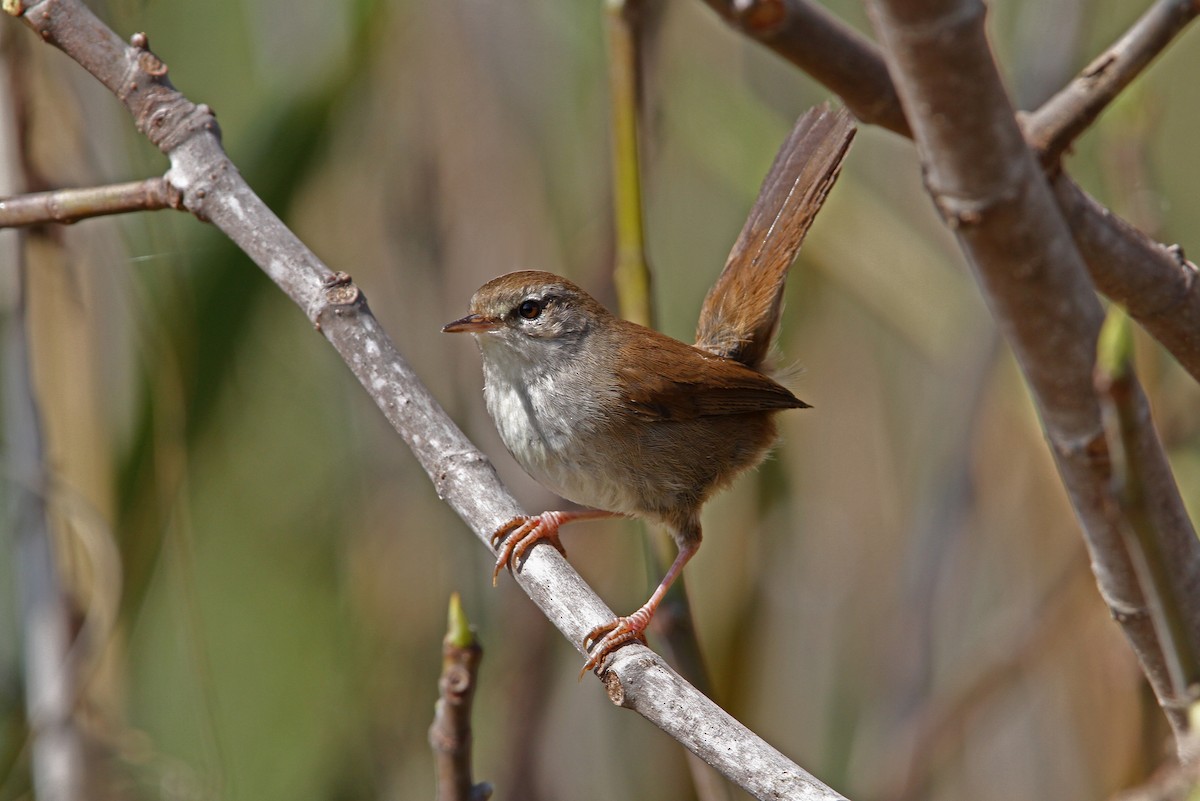 Cetti's Warbler - ML66192531