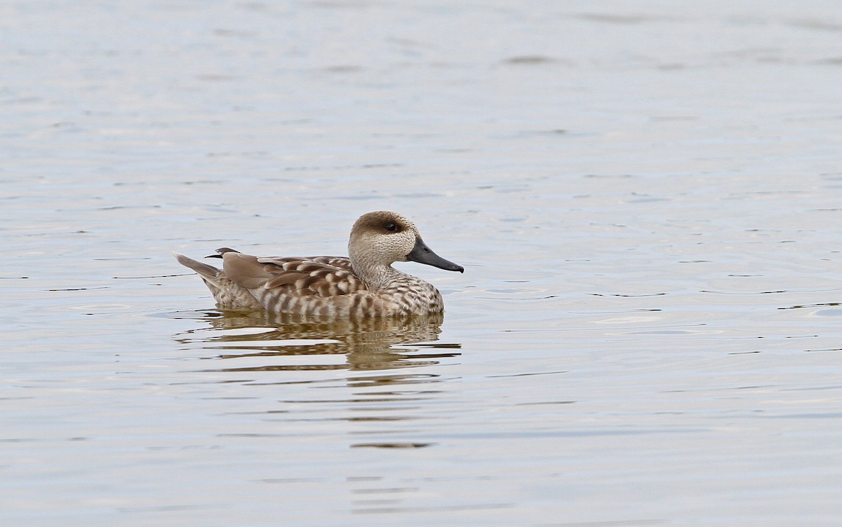 Marbled Duck - ML66192661