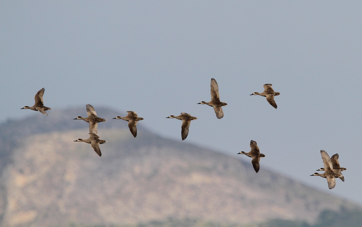 Marbled Duck - ML66193001