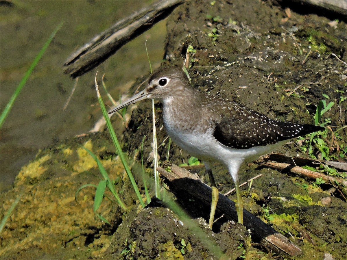 Solitary Sandpiper - Eric Michael