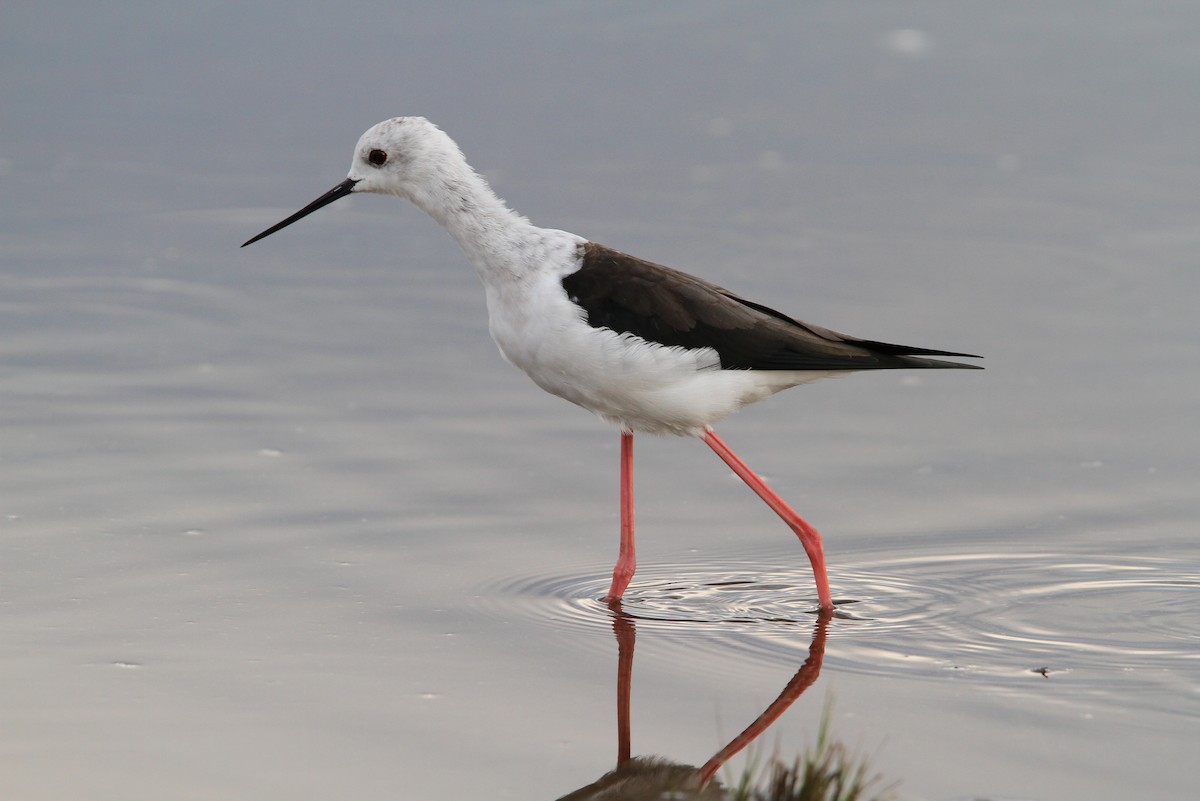 Black-winged Stilt - ML66193391