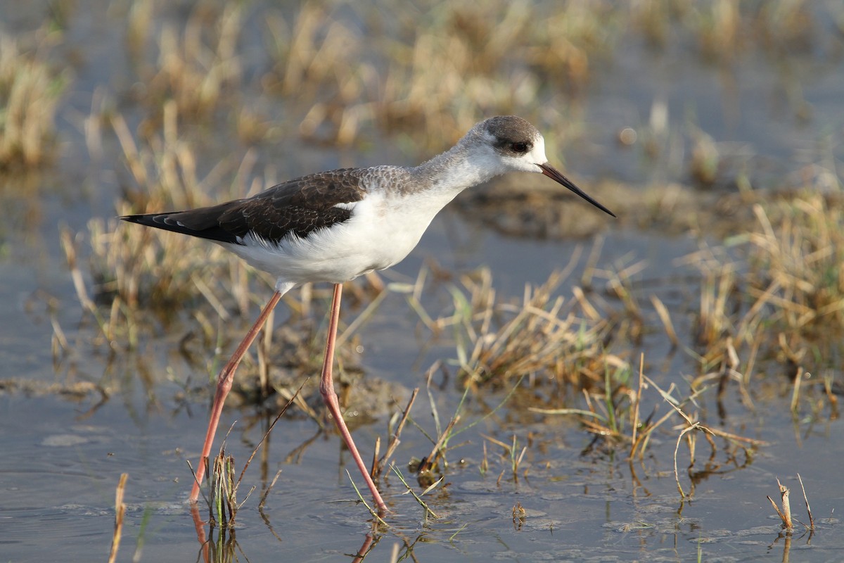 Black-winged Stilt - Christoph Moning