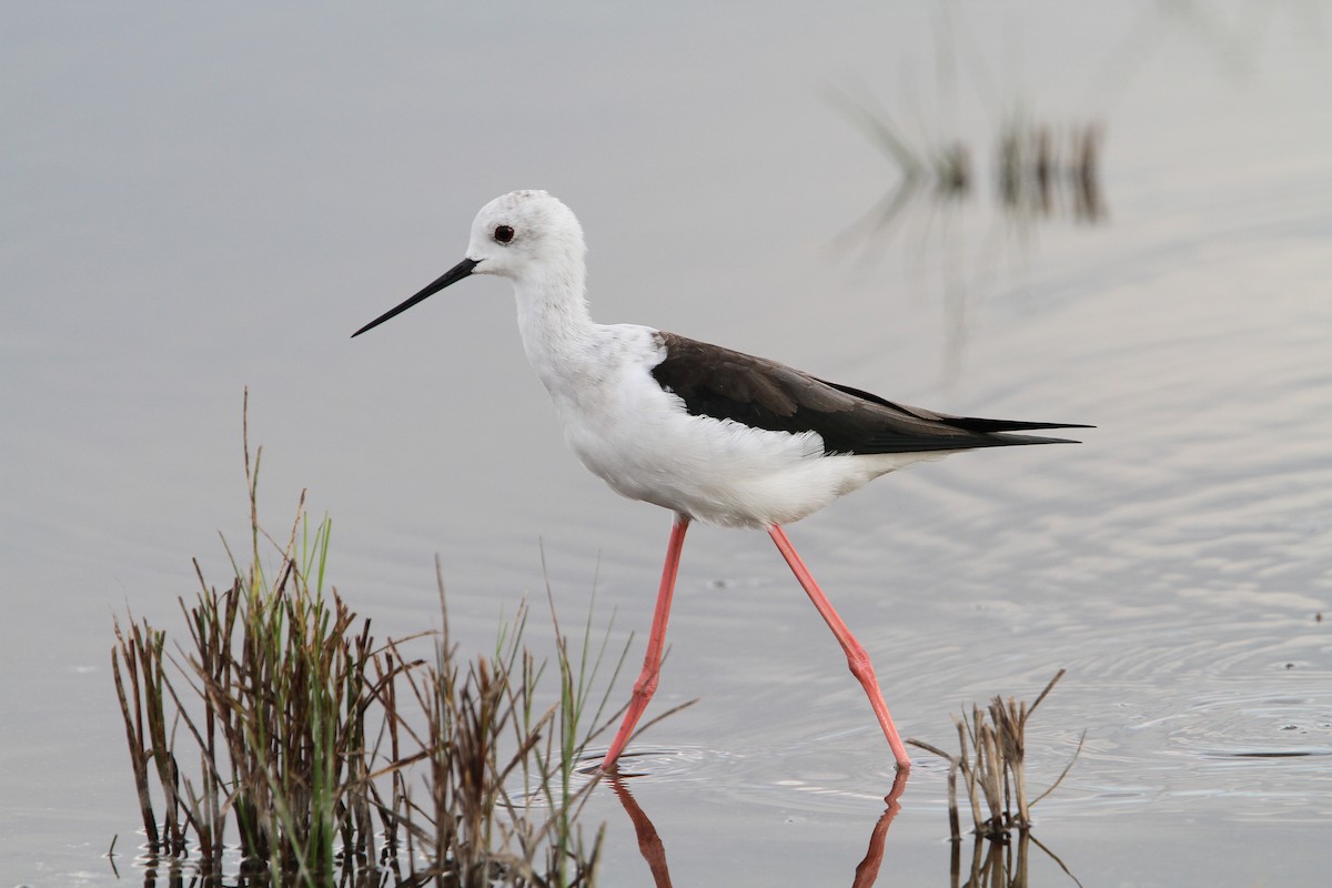 Black-winged Stilt - ML66193481