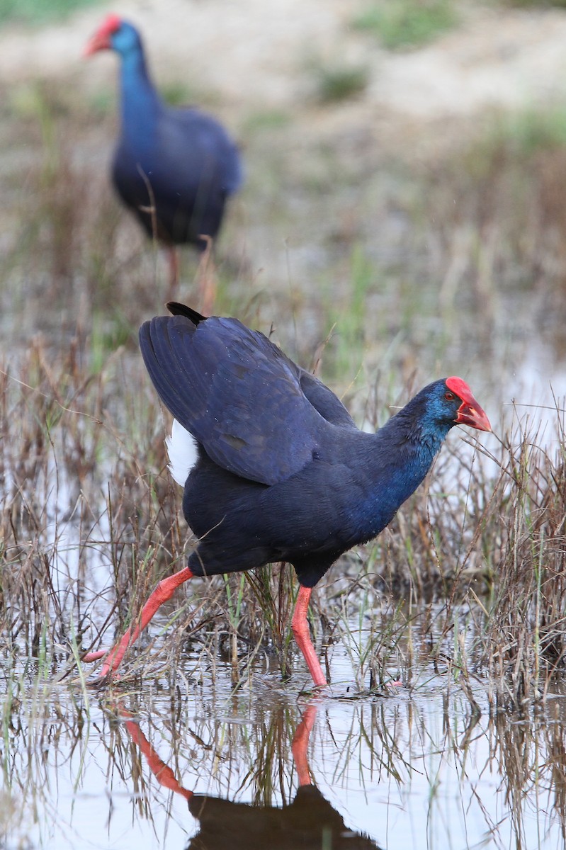 Western Swamphen - ML66193511