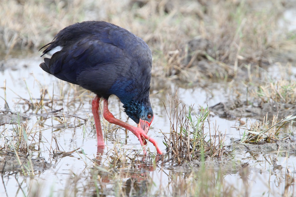 Western Swamphen - ML66193541