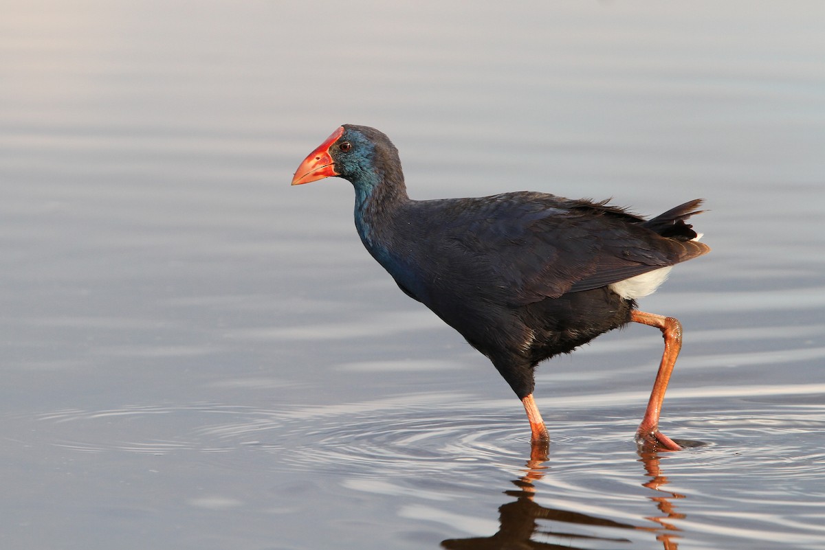 Western Swamphen - ML66193571