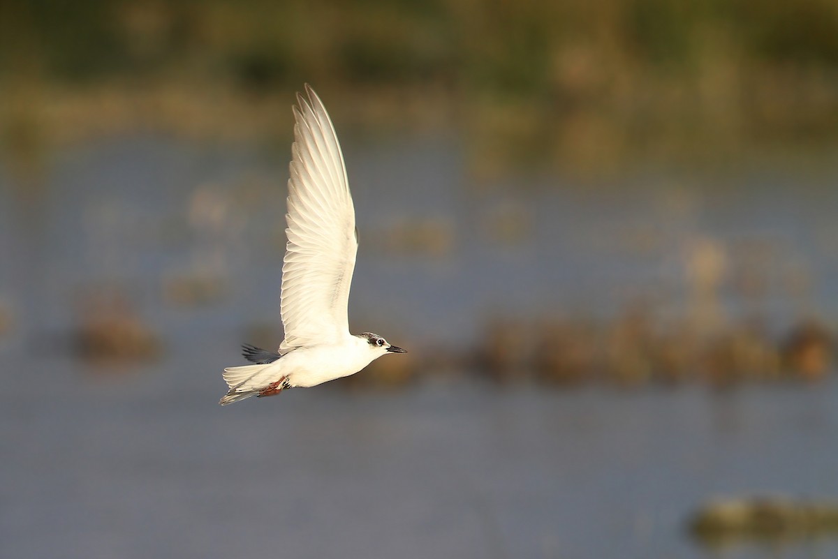 Whiskered Tern - ML66193581