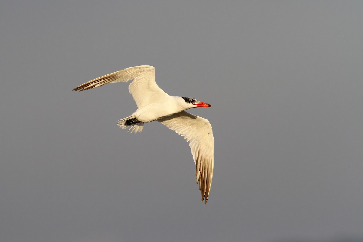 Caspian Tern - ML66193641