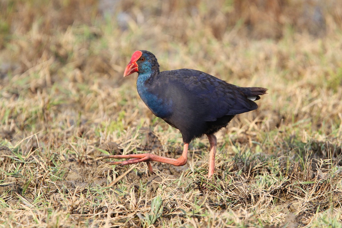 Western Swamphen - ML66193741