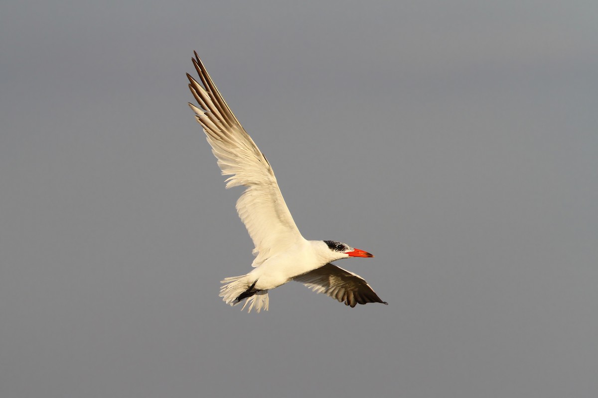 Caspian Tern - ML66193821