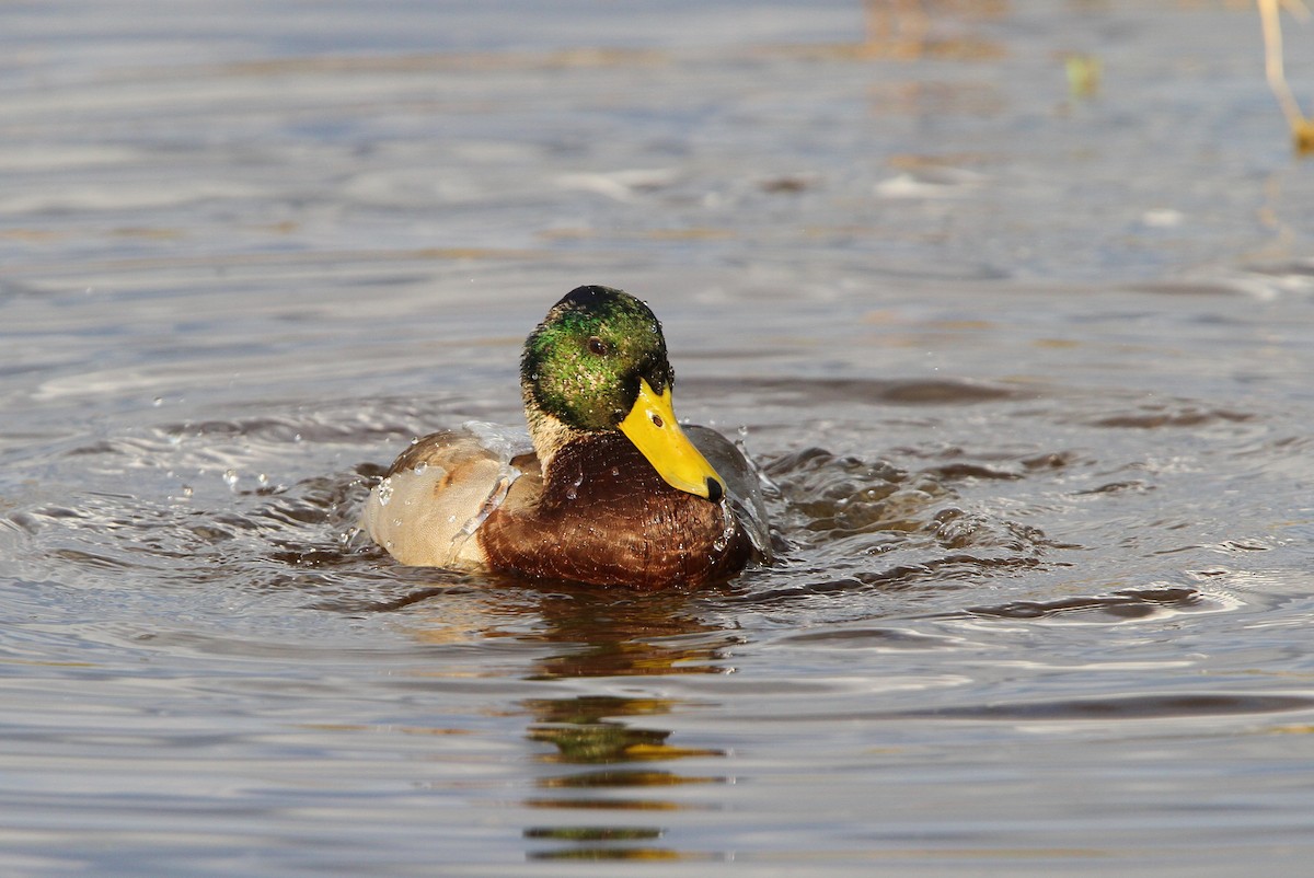 Canard colvert - ML66193841