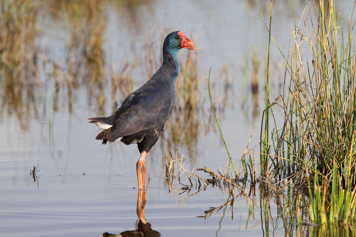 Western Swamphen - ML66193861