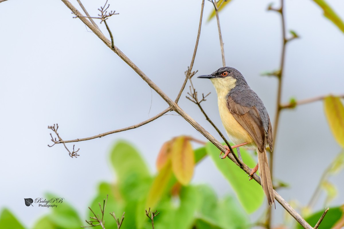Ashy Prinia - Balaji P B