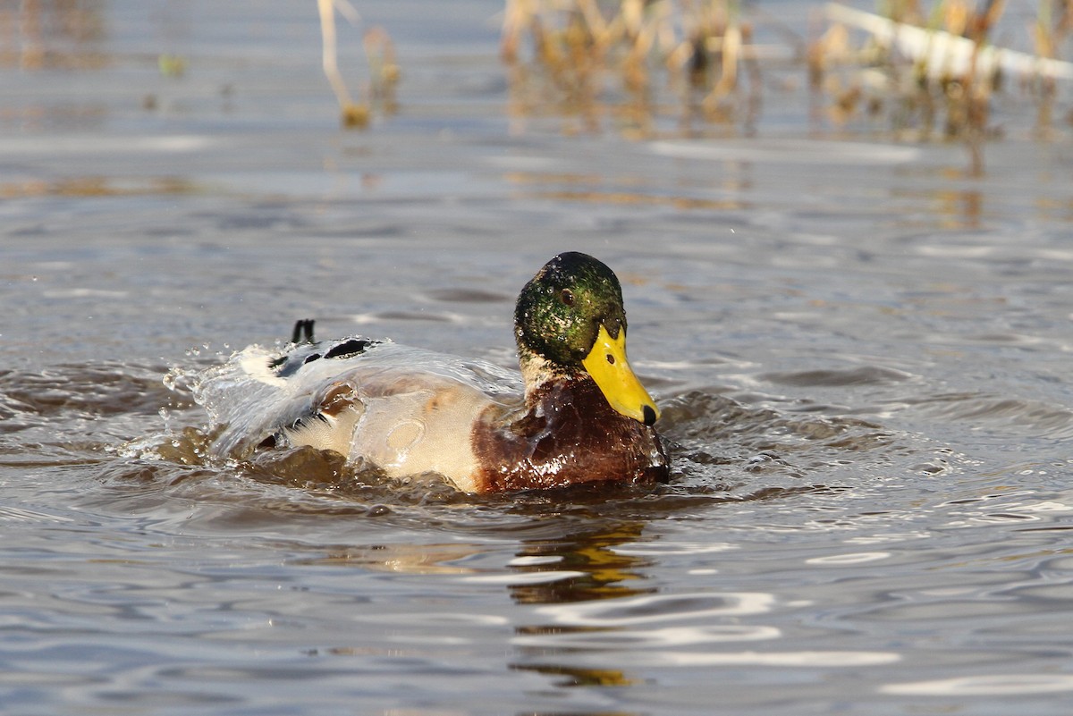 Mallard - Christoph Moning