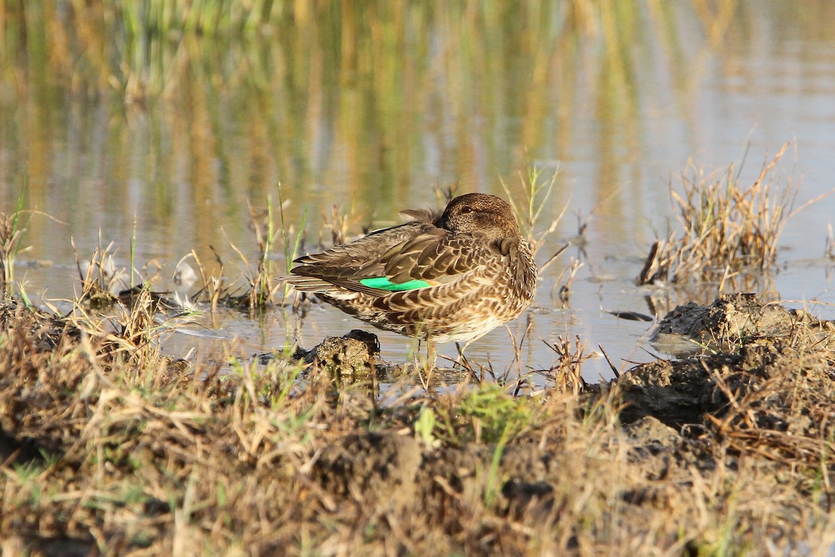 Green-winged Teal (Eurasian) - ML66194171