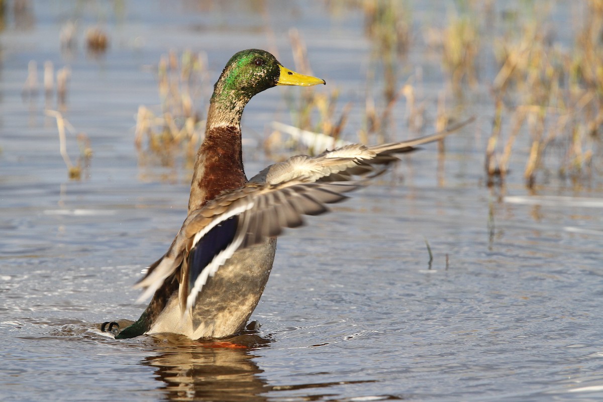 Canard colvert - ML66194191