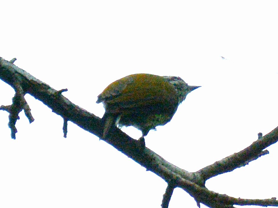 Speckled Piculet - Renuka Vijayaraghavan