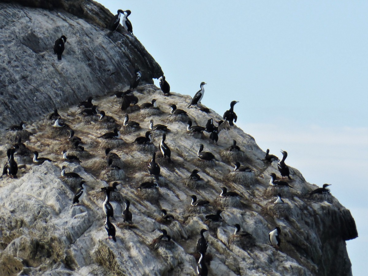 Cormoran caronculé - ML66194811