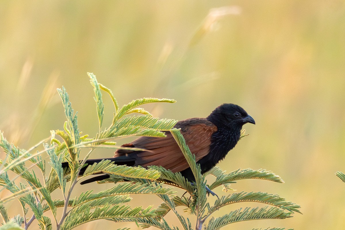 ムナグロバンケン - ML661952480