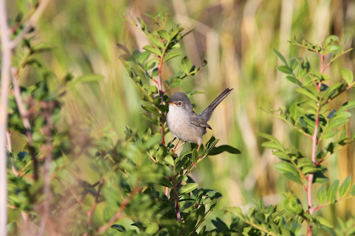 Balearic Warbler - ML66196121