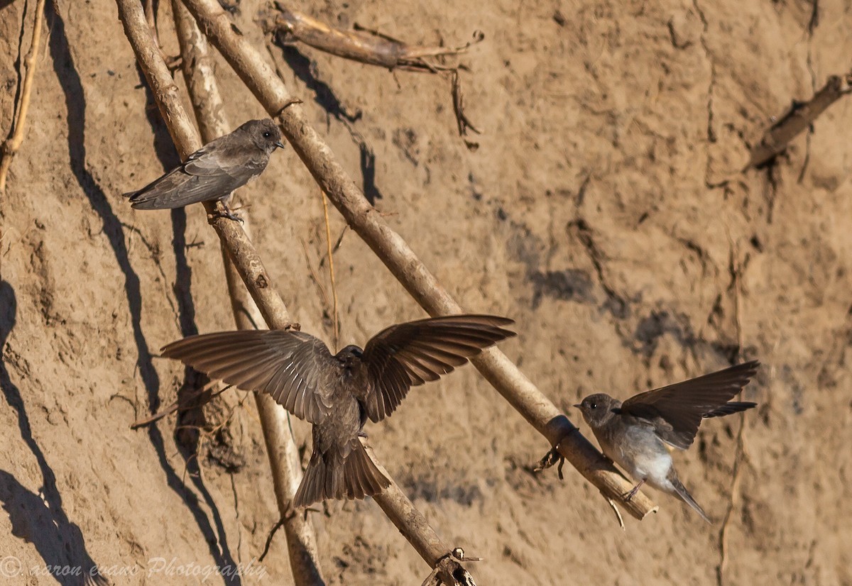 Plain Martin - ML66198151