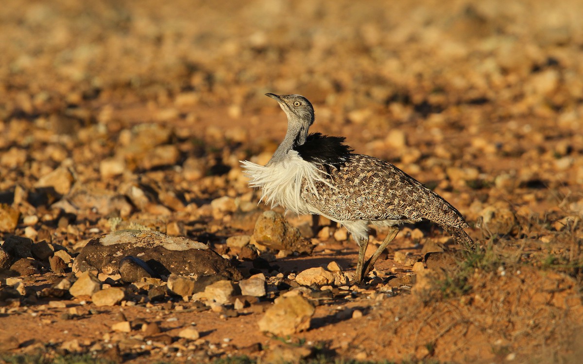 Avutarda Hubara Africana (Islas Canarias) - ML66199181