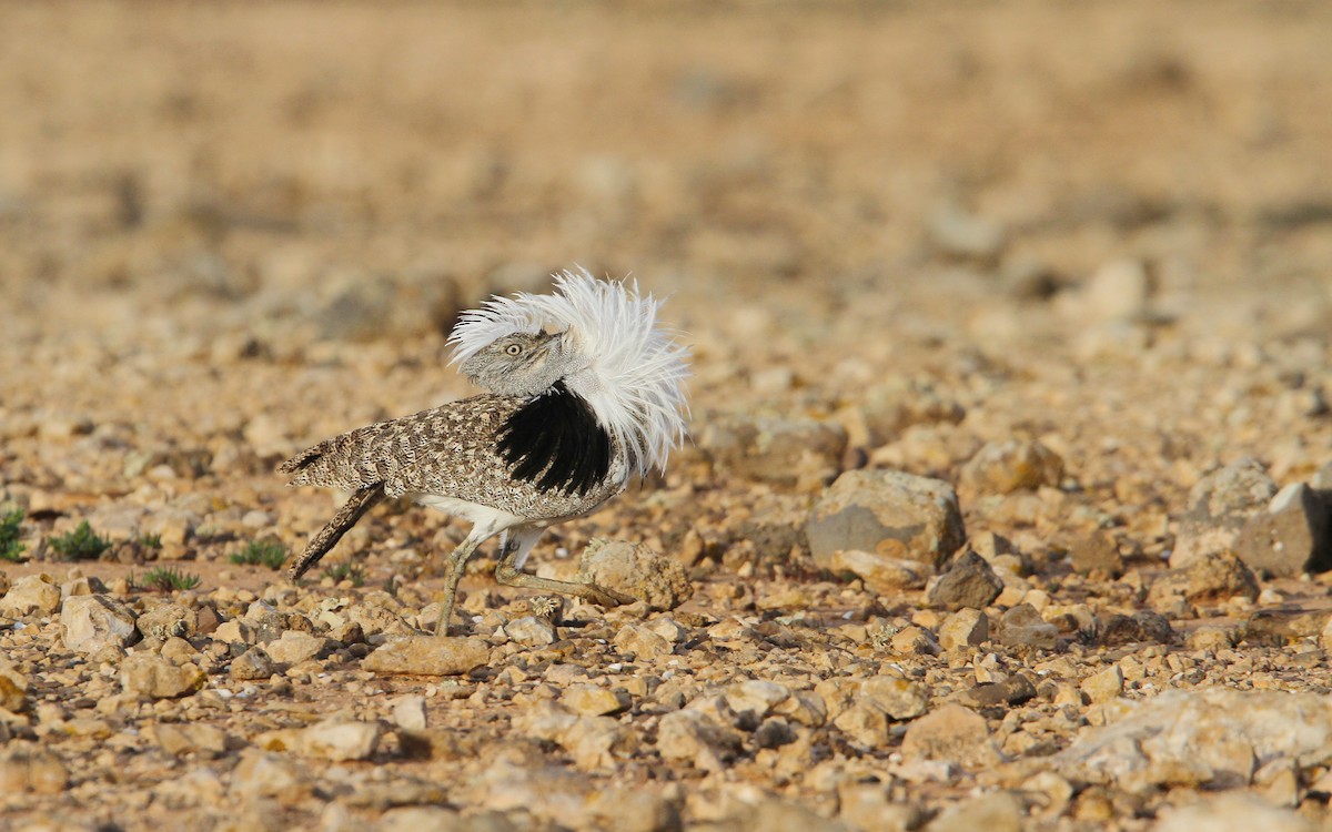 African Houbara (Canary Is.) - Christoph Moning