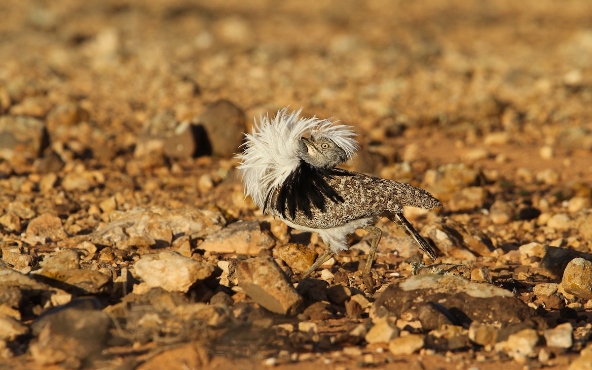 Outarde houbara (fuertaventurae) - ML66199321