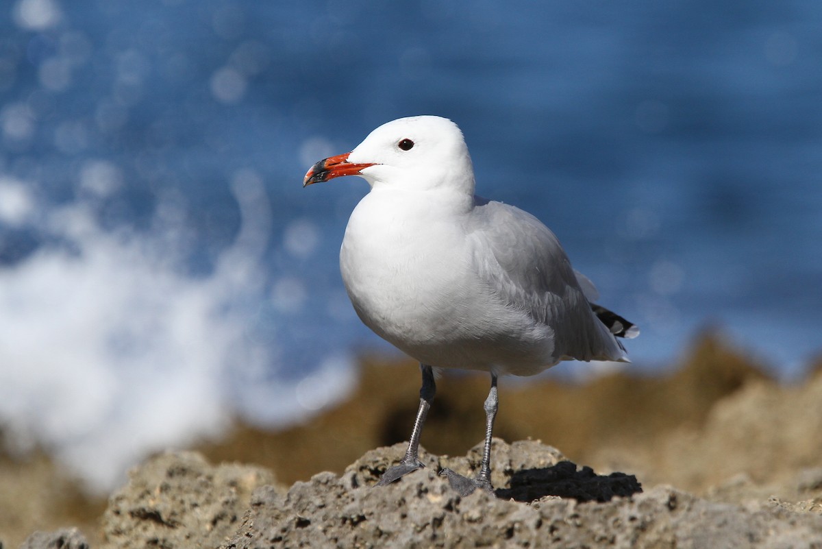 Audouin's Gull - ML66199381