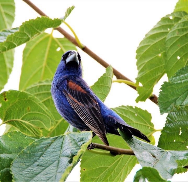 Blue Grosbeak - ML66199611