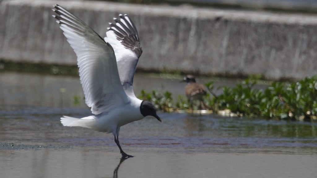 Gaviota de Sabine - ML66201031