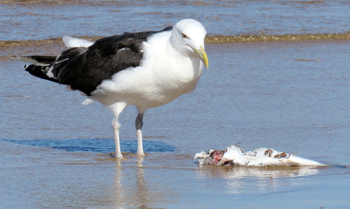 Great Black-backed Gull - Miguel  Berkemeier