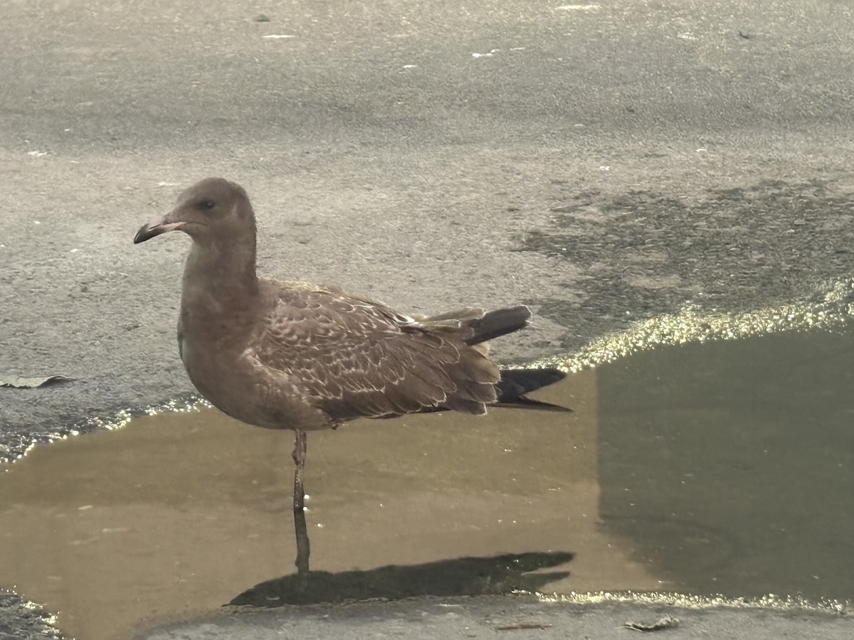 Heermann's Gull - ML662025187