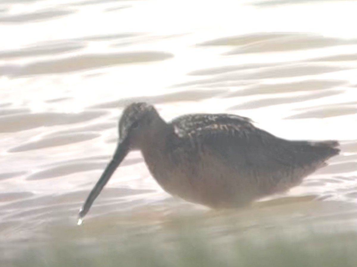 Short-billed/Long-billed Dowitcher - ML662025320