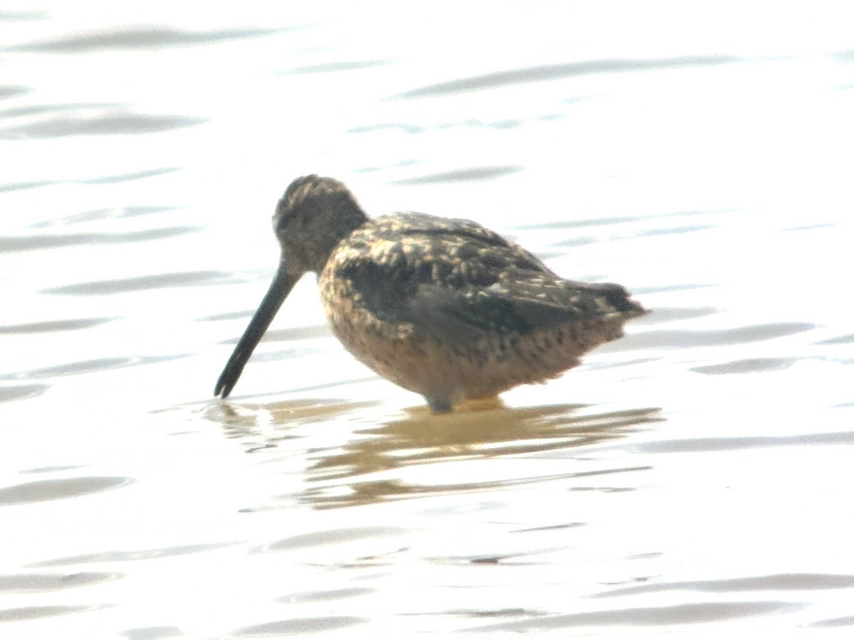 Short-billed/Long-billed Dowitcher - ML662025321