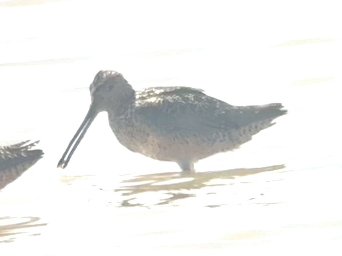 Short-billed/Long-billed Dowitcher - ML662025322