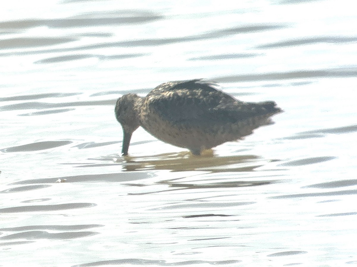 Short-billed/Long-billed Dowitcher - ML662025323