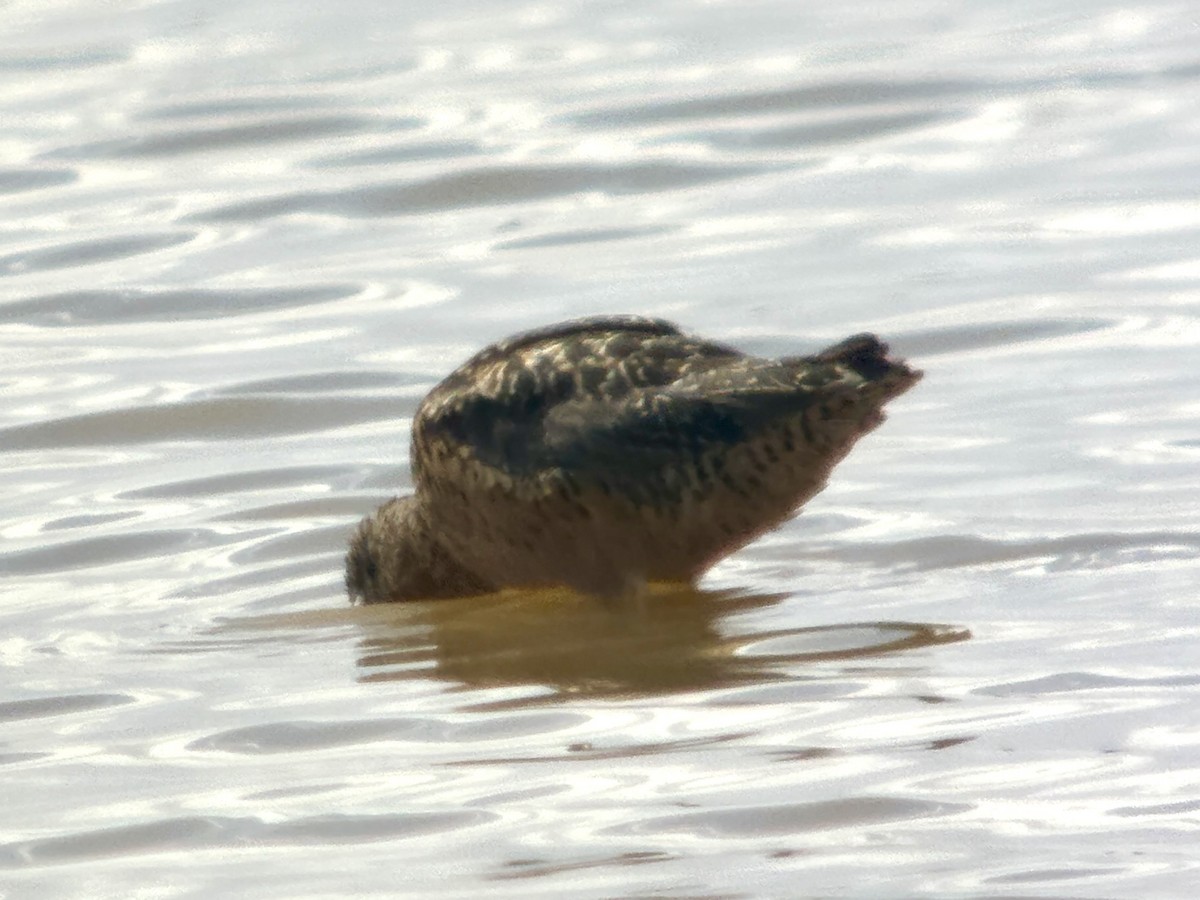 Short-billed/Long-billed Dowitcher - ML662025324