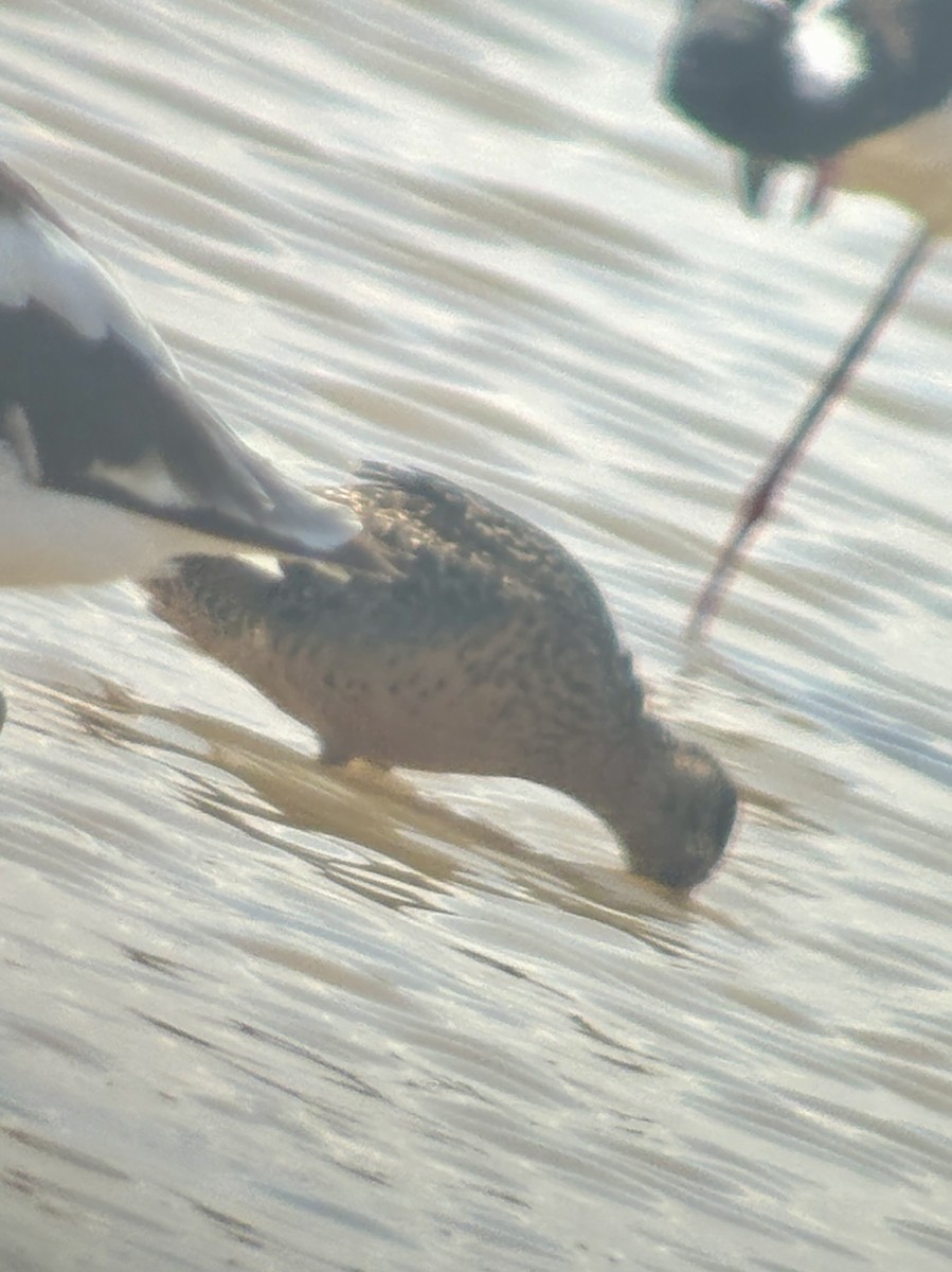 Short-billed/Long-billed Dowitcher - ML662025325