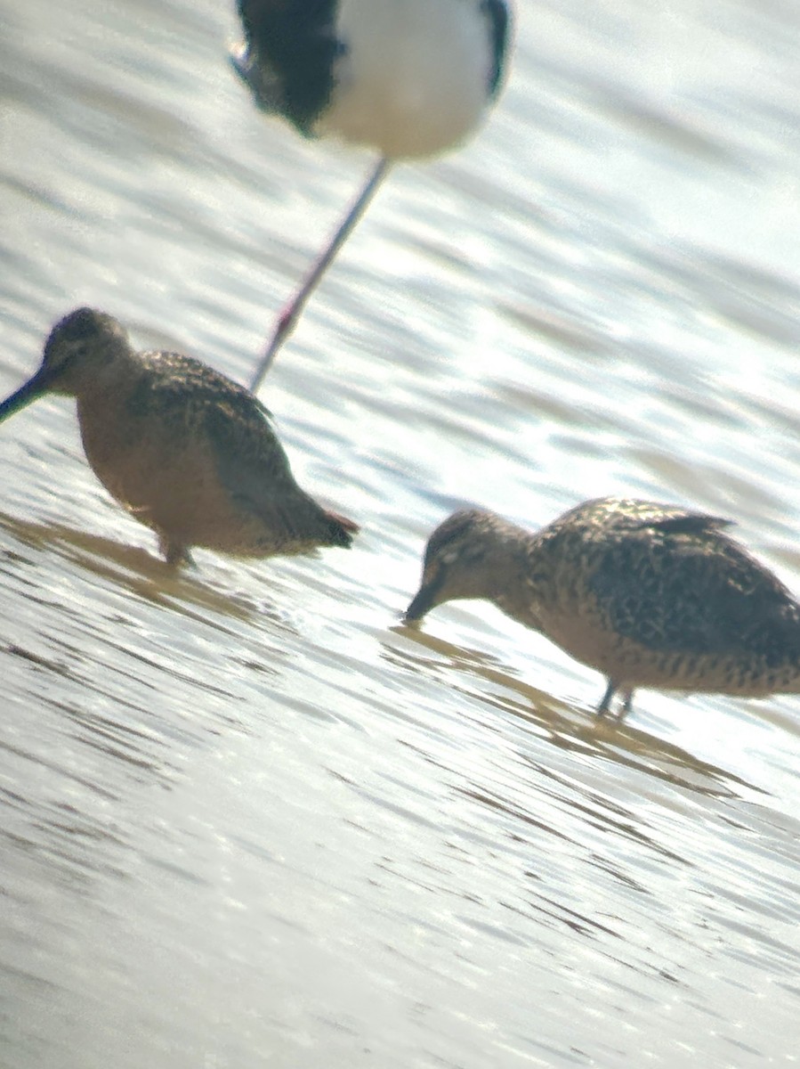 Short-billed/Long-billed Dowitcher - ML662025326