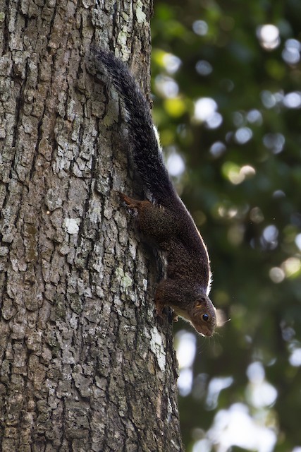 Red-legged Sun Squirrel (Heliosciurus rufobrachium) — best photo, 1 in total
