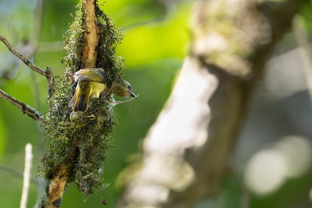 Grey-chinned Sunbird (Anthreptes tephrolaemus) — best photo, 3 in total