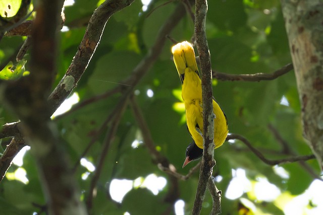 Western Black-headed Oriole (Oriolus brachyrynchus) — best photo, 1 in total