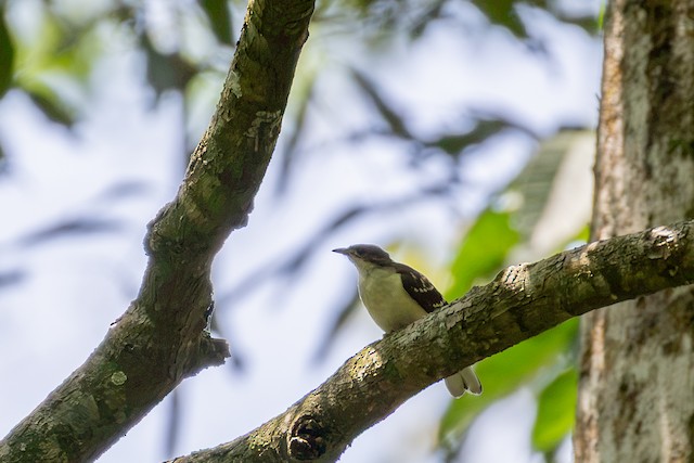 Spotted Greenbul (Ixonotus guttatus) — best photo, 1 in total