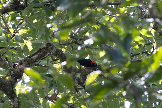 Red-headed Malimbe (Malimbus rubricollis) — best photo, 2 in total