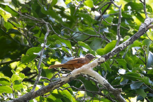 Rufous Flycatcher-Thrush (Stizorhina fraseri) — best photo, 1 in total