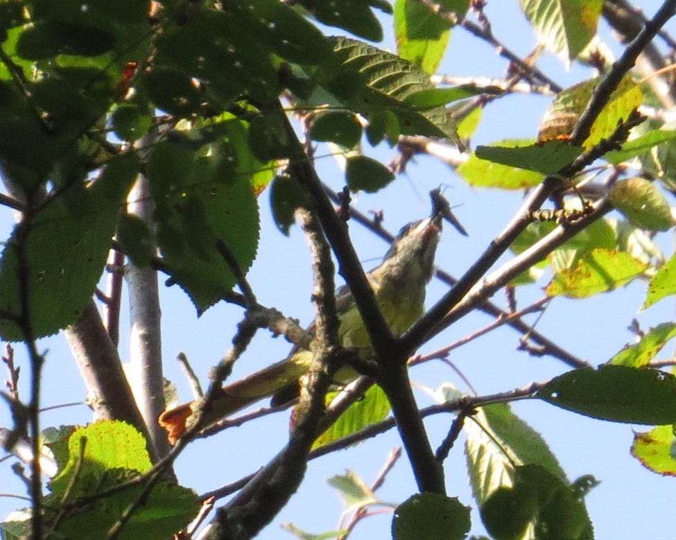 Great Crested Flycatcher - ML66203011