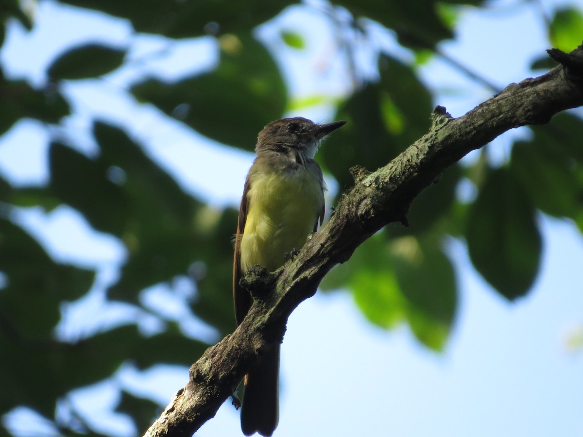 Great Crested Flycatcher - ML66203081