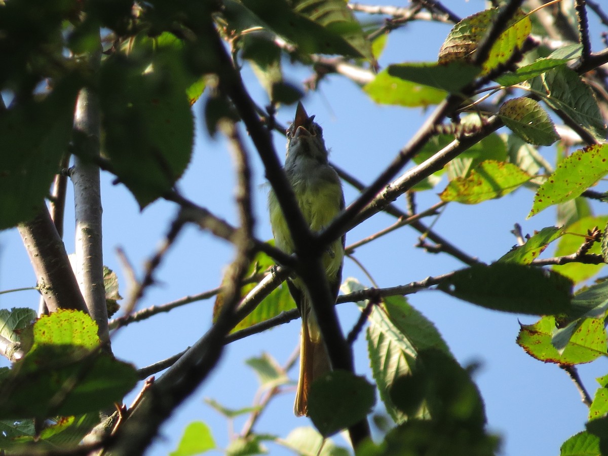 Great Crested Flycatcher - ML66203121
